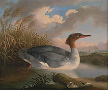 Common merganser