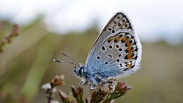 Silver-studded blue