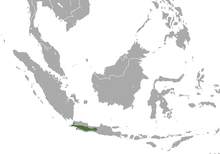 Java-Langur