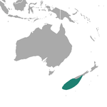 Neuseeländischer Seelöwe