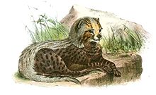 Southeast African cheetah
