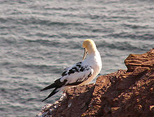 Northern gannet