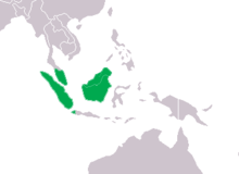 Faux-gavial de Malaisie