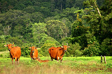 Banteng