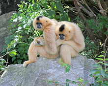 Südlicher Gelbwangengibbon