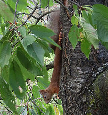 Eurasisches Eichhörnchen