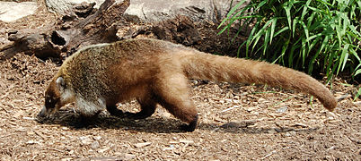 Coati à nez blanc