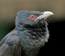 Asian koel