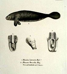 Trichechus manatus
