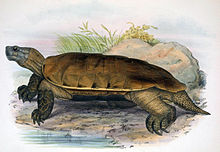 Arakan forest turtle