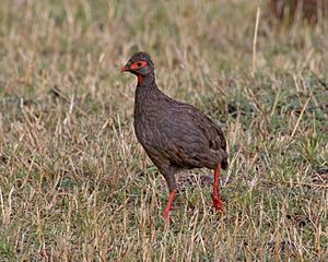 Red-necked spurfowl