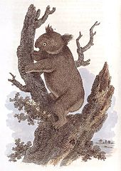Koala (Bear)