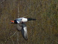 Canard souchet