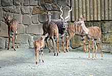 Lesser kudu