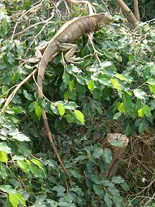 Grüner Leguan