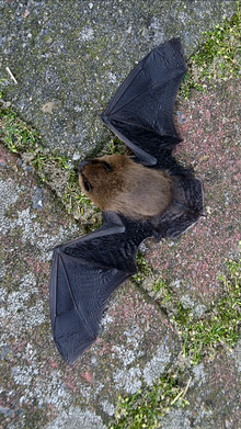 Pipistrellus pipistrellus