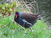 Gallinule poule d'eau