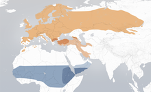 Common redstart