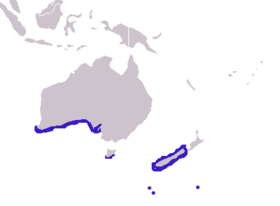 Neuseeländischer Seebär