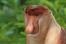 Proboscis monkey