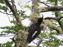 Magellanic woodpecker