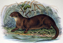 Hairy-nosed otter