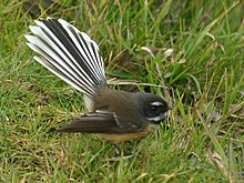 Fantail