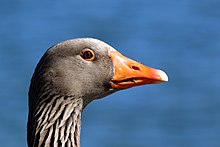 Greylag goose