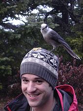 Grey jay