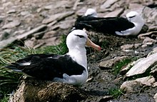 Albatros à sourcils noirs