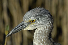 Yellow-crowned night heron