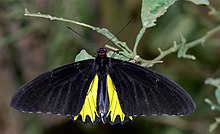 Troides helena