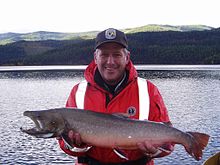 Bull trout