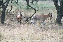 Blesbok