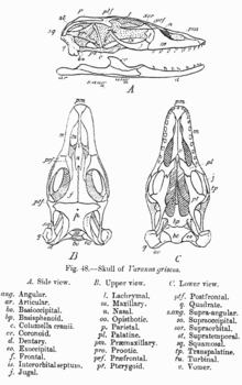 Varanus griseus