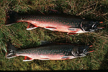 Arctic char