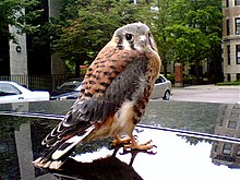 Kestrel