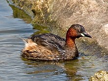 Tachybaptus ruficollis