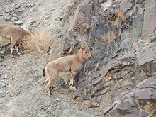 Siberian (Himalayan) Ibex