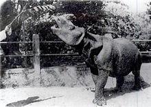 Javan (One-horned) Rhinoceros