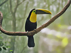 Yellow-throated toucan