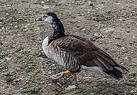 Branta canadensis