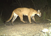 Puma, Mountain Lion, Cougar