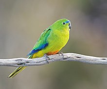 Orange-bellied parrot