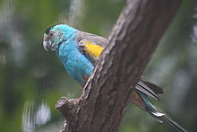 Golden-shouldered parrot