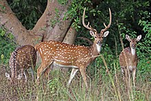 Spotted Deer, Chital, Axis