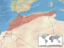 Daboia mauritanica