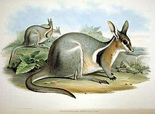 Bridled nail-tail wallaby