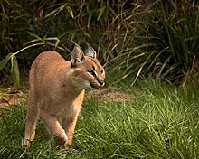 Caracal