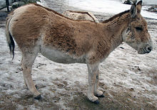 Equus hemionus kulan
